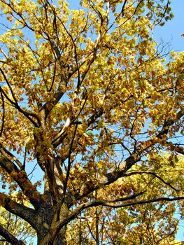 yellow sheet of the oak