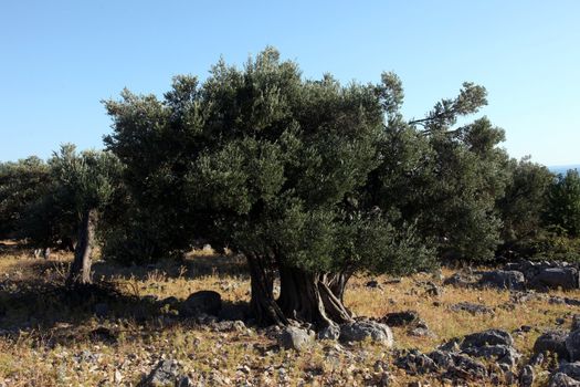 Olive grove