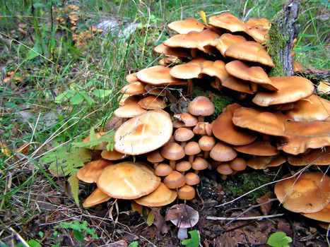 mushrooms on stump tree