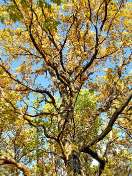 yellow sheet on big oak