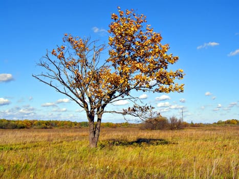 small yellow oak on field