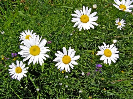 daisywheels on field