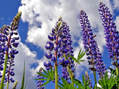 lupines on background cloudy sky