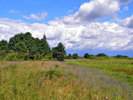 wood near marsh