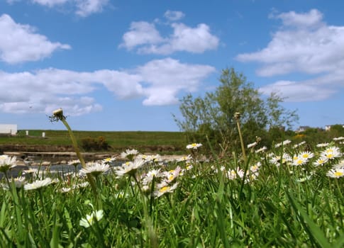 a lush green field of grass and daisies next to a river in county Kerry Ireland