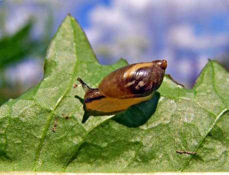 snail on sheet tree