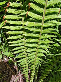 sheet of the fern
