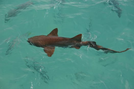 Nurse shark swimming