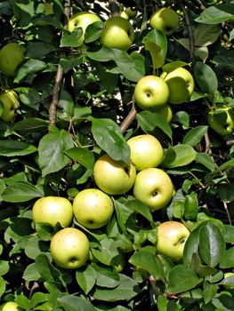 apple on branch of the aple trees