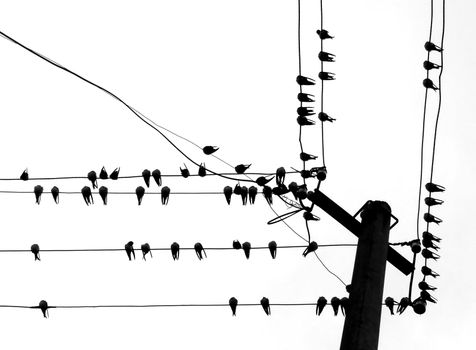 reposing swallows on wire
