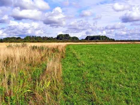 yellow herb on green field