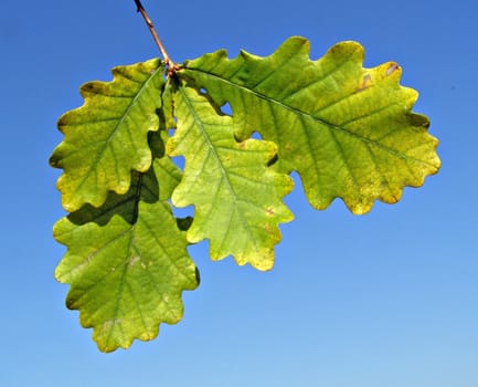 sheet of the oak