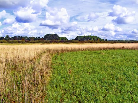 yellow herb on green field