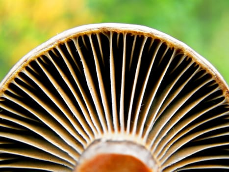 lower part of mushroom