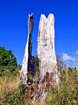 stump from burnted oak