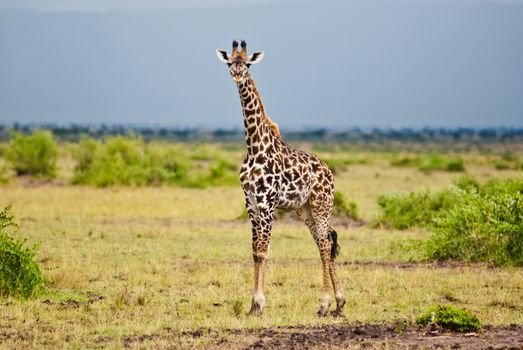 Sexy giraffe posing on a cloudy day in Kenya Masai Mara national game park, Kenya
