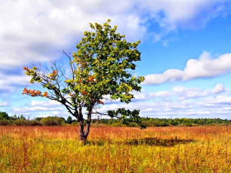 yellow debit on autumn field