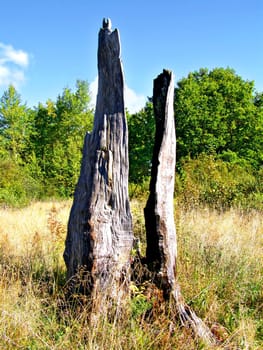 stump from burnted oak