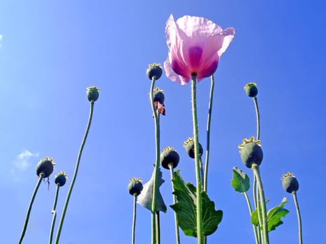 poppy