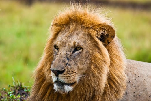 A large male lion looking forward with flies on its face, taken on a cloudy day
