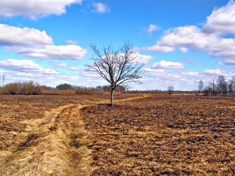 small oak without sheet on yellow field