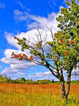 oak