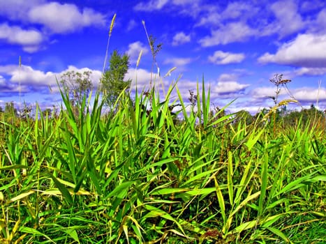 green sedge in marsh