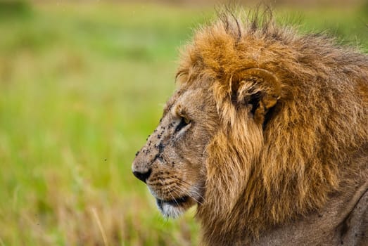 A large male lion looking to the left with flies on its face, taken on a cloudy day
