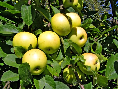 apple on branch