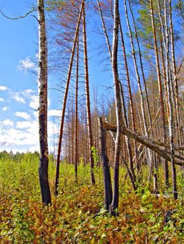 birch wood after fire