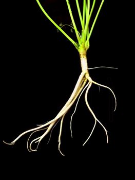 root parsley