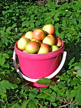 apple in red pail