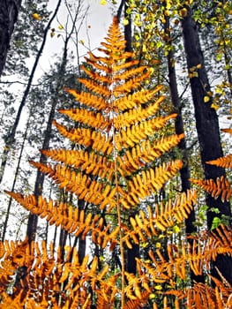 red sheet of the fern