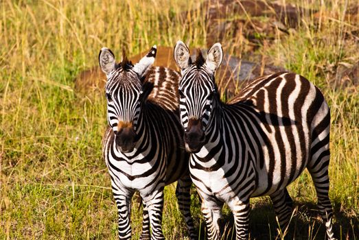 A couple of zeabrs in the wild. Taken on a cloudy day in Masai Mara National game park, Kenya.
