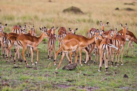 Group of wild gazelle standing together in the wild, taken from Kenya

