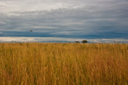Great plain of Masai Mara, taken on a cloudy day with wild grass
