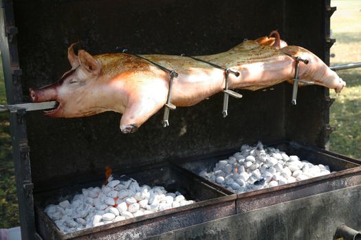 Pig ready for barbeque roast.