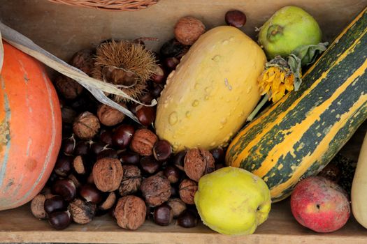 Autumn Harvest