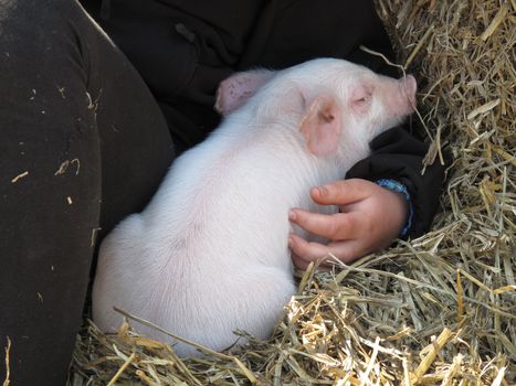 Cute piggy taking comfort in the arms of a child.