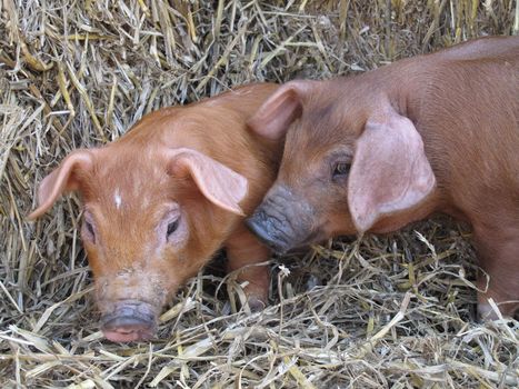 Two cute piggies taking comfort in the straw.