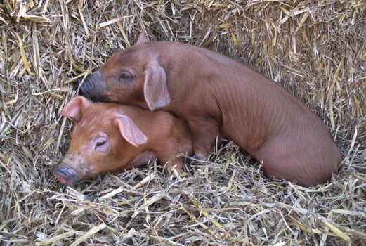 Two cute piggies taking comfort in the straw.