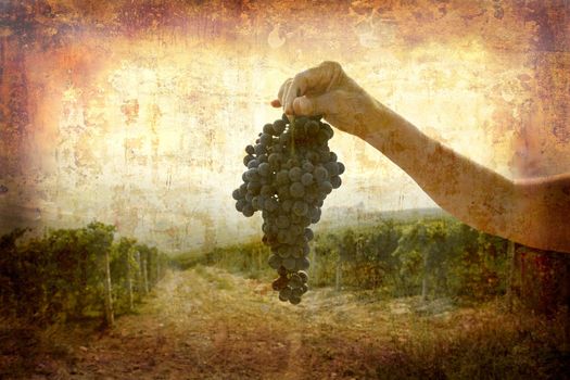 Artistic work of my own in retro style - Postcard from Italy. - Ripe Nebbiolo grapes - Piedmont.