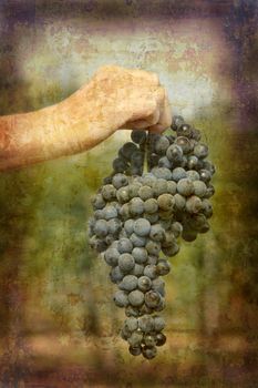 Artistic work of my own in retro style - Postcard from Italy. - Ripe Nebbiolo grapes - Piedmont.