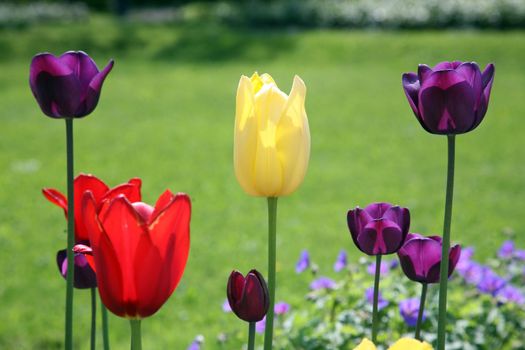 Tulips in full bloom