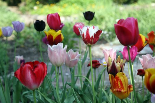 Tulips in full bloom