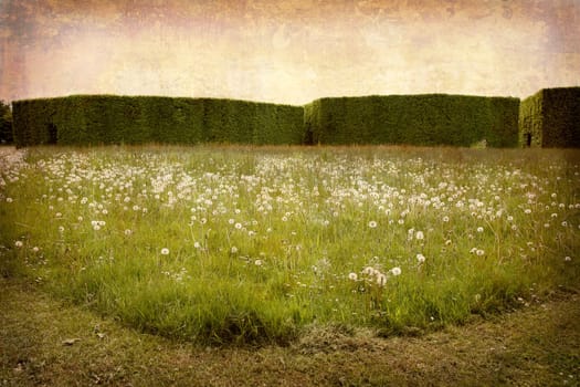 Artistic work of my own in retro style - Postcard from Denmark. - High hedges and meadow.