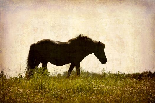 Artistic work of my own in retro style - Postcard from Denmark. - Old horse in a meadow. - Space for text.