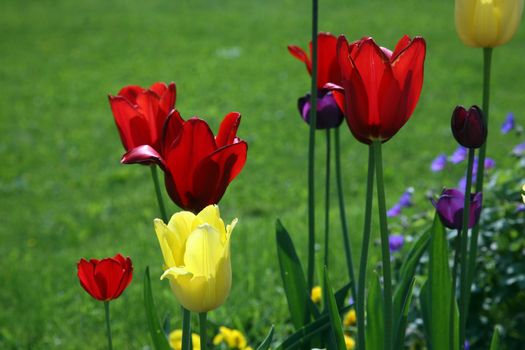 Tulips in full bloom