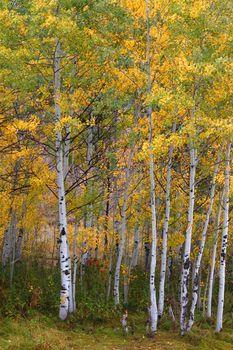 Aspen leaves turn bright yellow in the Cache National Forest of Utah.
