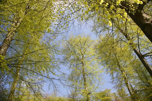 Tree tops in Danish spring forest.